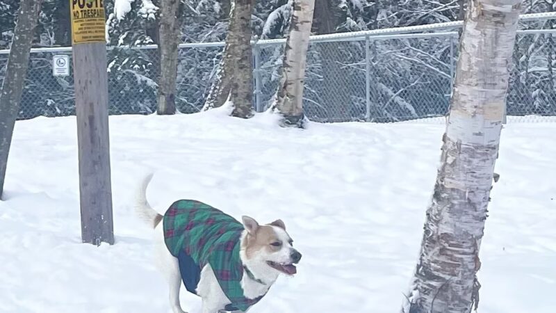 Dog Park - Saranac Lake, NY
