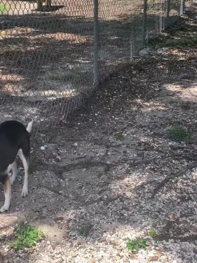 17th Street Paw Park - Sarasota, FL