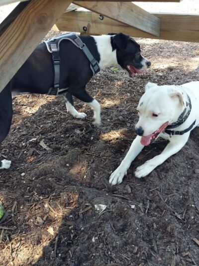 17th Street Paw Park - Sarasota, FL