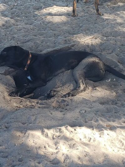 17th Street Paw Park - Sarasota, FL