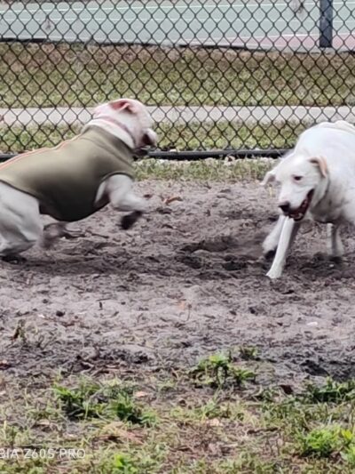 Canine Club Dog Park - Sarasota, FL