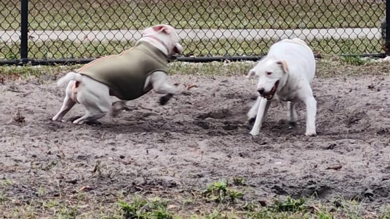 Canine Club Dog Park - Sarasota, FL