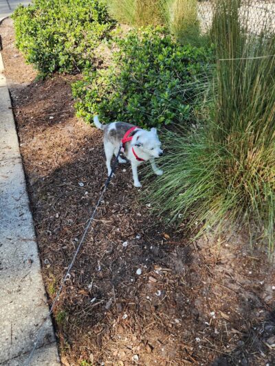 Canine Club Dog Park - Sarasota, FL