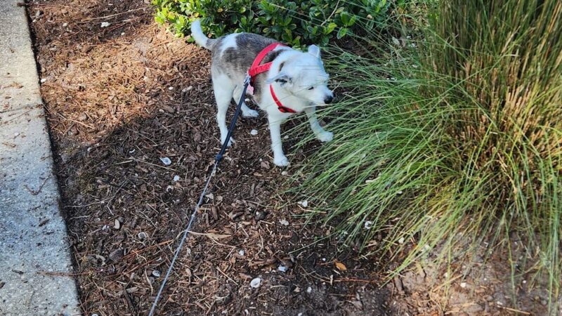 Canine Club Dog Park - Sarasota, FL