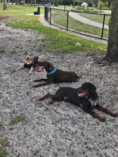 Canine Club Dog Park - Sarasota, FL