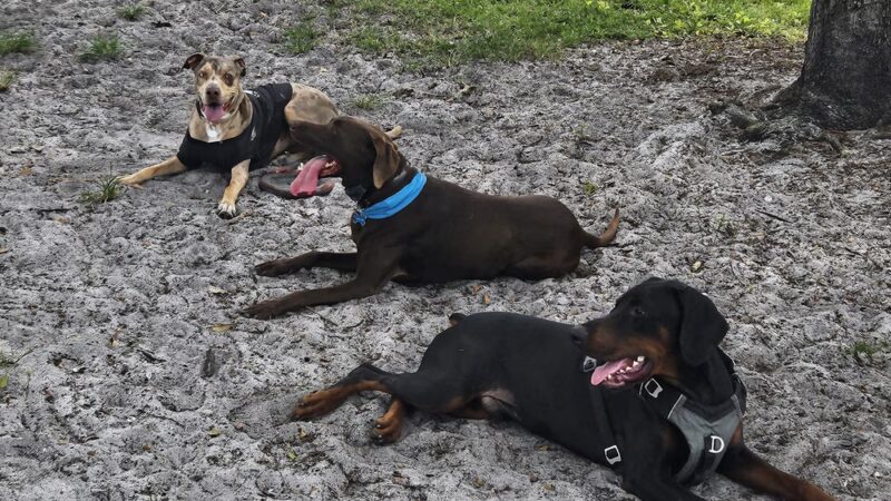 Canine Club Dog Park - Sarasota, FL