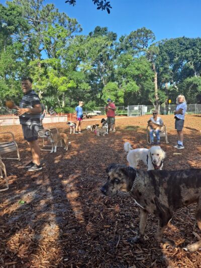 Dog Park - Sarasota, FL