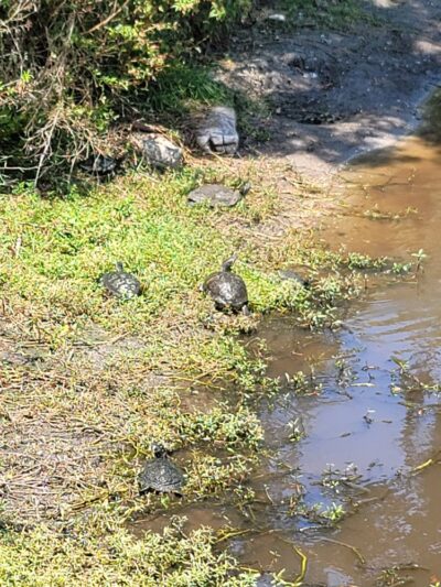 Dog Park - Sarasota, FL
