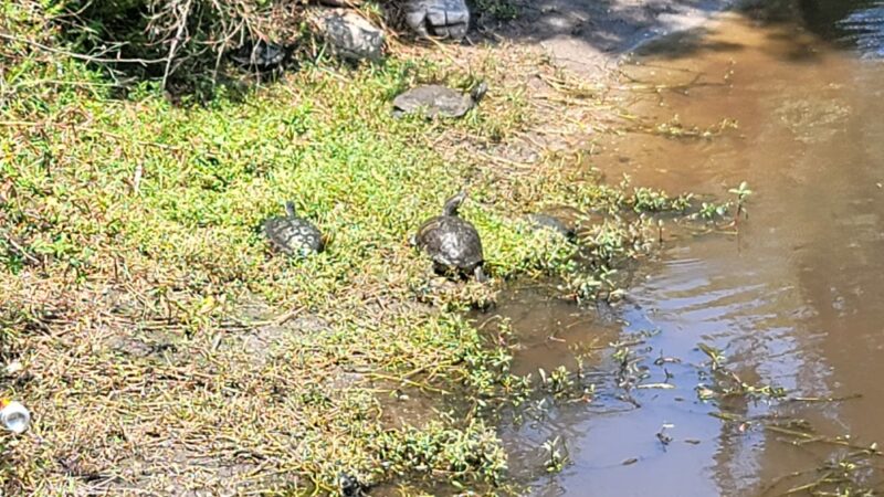 Dog Park - Sarasota, FL