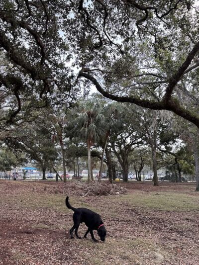 Lakeview Park - Sarasota, FL