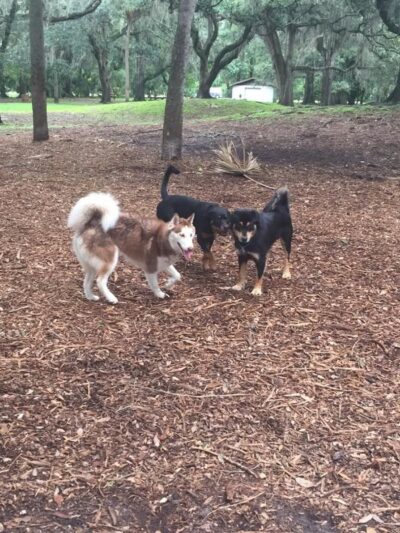 Lakeview Park - Sarasota, FL