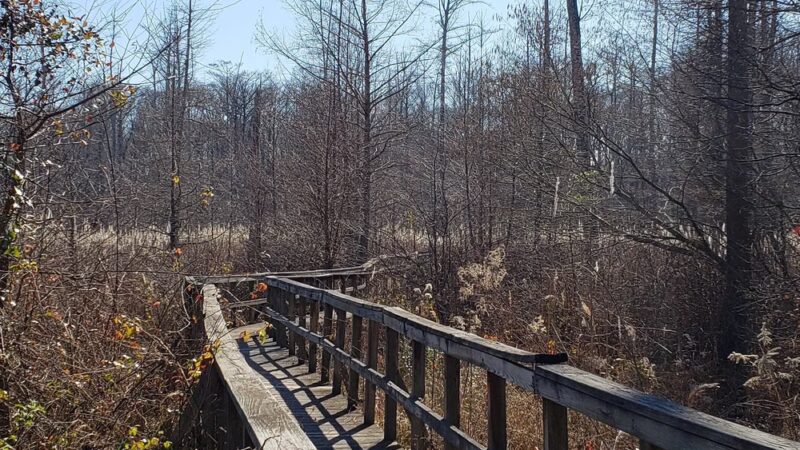 Clear Springs Nature Trail - Sardis, MS