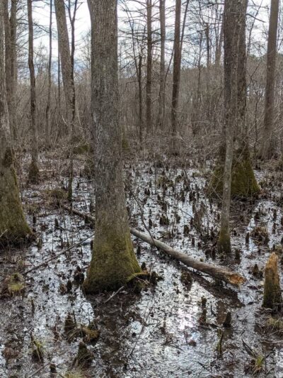 Clear Springs Nature Trail - Sardis, MS