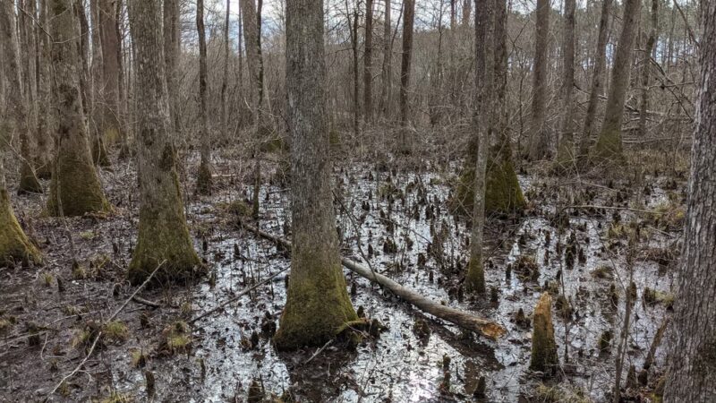 Clear Springs Nature Trail - Sardis, MS