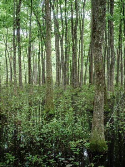 Clear Springs Nature Trail - Sardis, MS