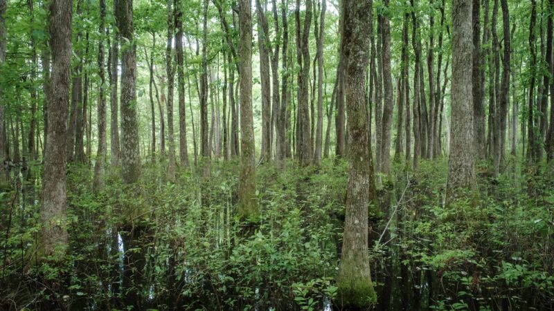 Clear Springs Nature Trail - Sardis, MS