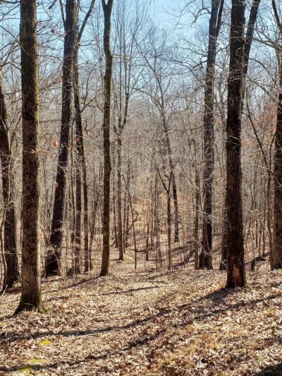 Clear Springs Nature Trail - Sardis, MS
