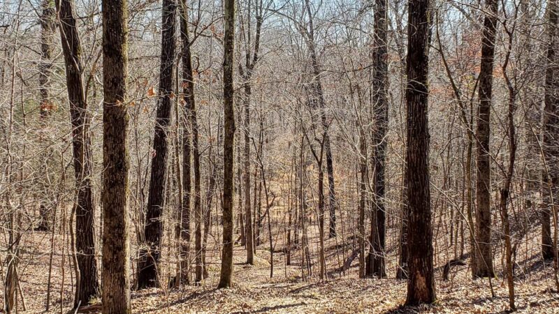 Clear Springs Nature Trail - Sardis, MS