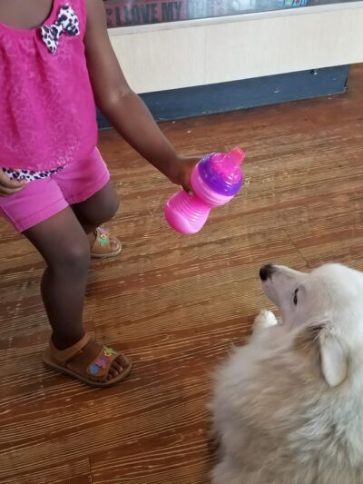 Pet Stop - Sardis, MS