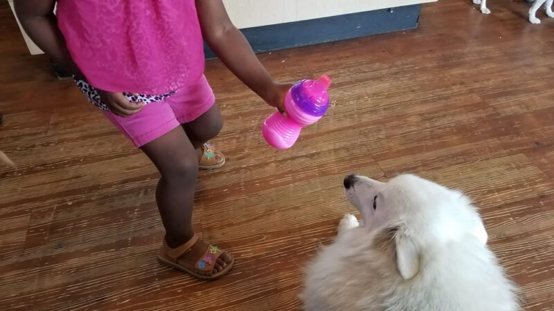 Pet Stop - Sardis, MS