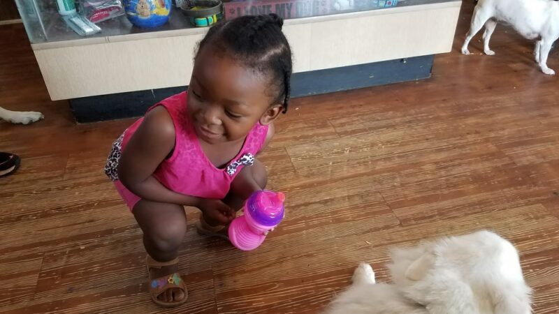 Pet Stop - Sardis, MS