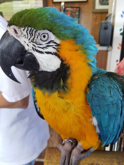 Pet Stop - Sardis, MS