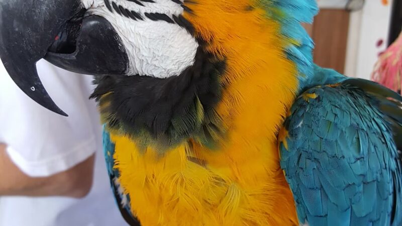 Pet Stop - Sardis, MS