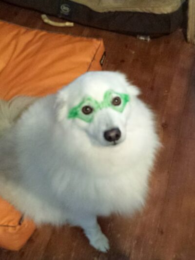 Pet Stop - Sardis, MS