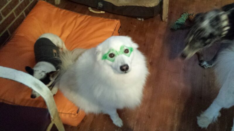 Pet Stop - Sardis, MS