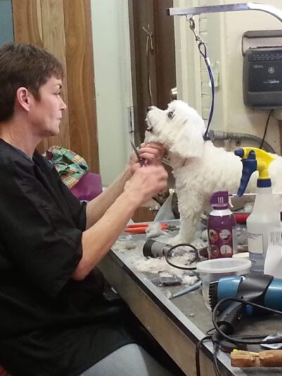 Pet Stop - Sardis, MS