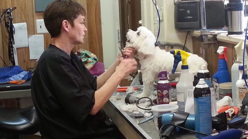 Pet Stop - Sardis, MS