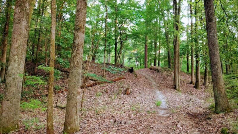 Sandstone Nature and Fitness Trails - Sardis, MS