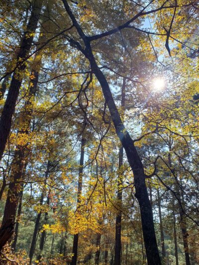 Sandstone Nature and Fitness Trails - Sardis, MS