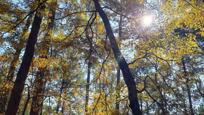 Sandstone Nature and Fitness Trails - Sardis, MS