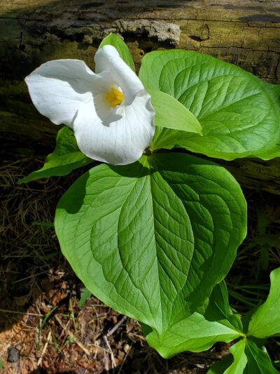 Butler-Freeport Community Trail Monroe Parking - Sarver, PA