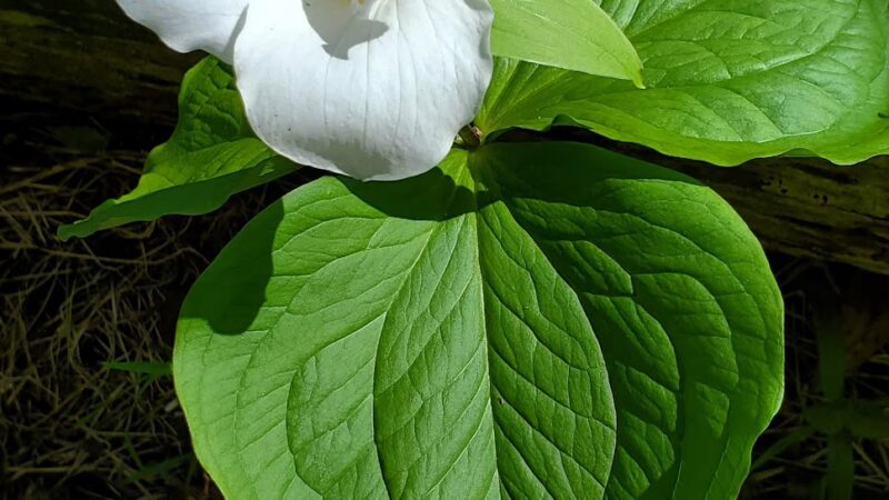 Butler-Freeport Community Trail Monroe Parking - Sarver, PA