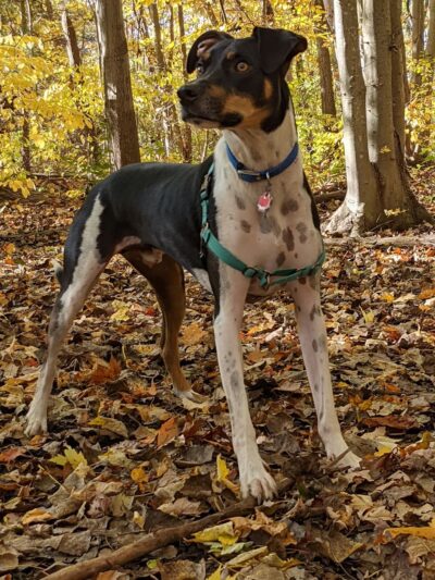 Tails n' Trails Dog Park - Saugatuck, MI