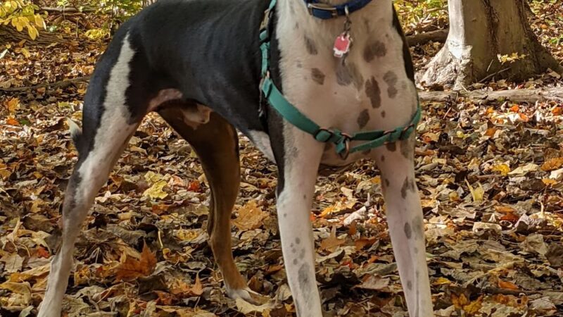 Tails n' Trails Dog Park - Saugatuck, MI