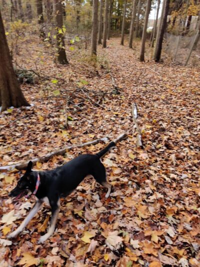 Tails n' Trails Dog Park - Saugatuck, MI