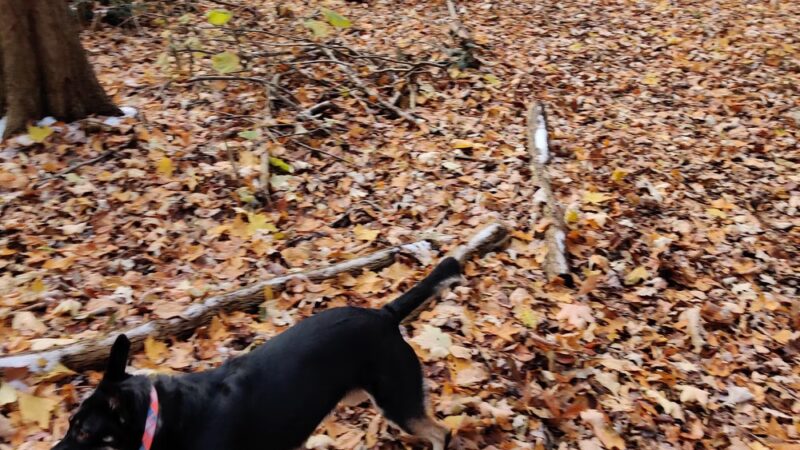 Tails n' Trails Dog Park - Saugatuck, MI