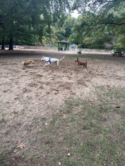 Tails n' Trails Dog Park - Saugatuck, MI