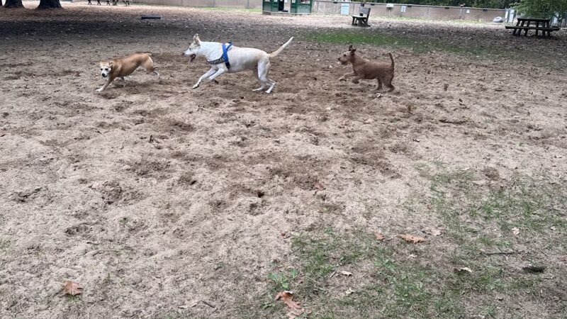 Tails n' Trails Dog Park - Saugatuck, MI