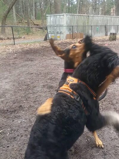 Bark Place Dog Park - Saugus, MA