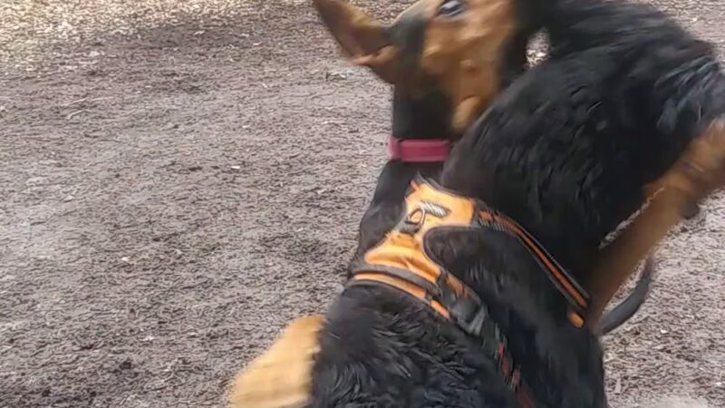 Bark Place Dog Park - Saugus, MA