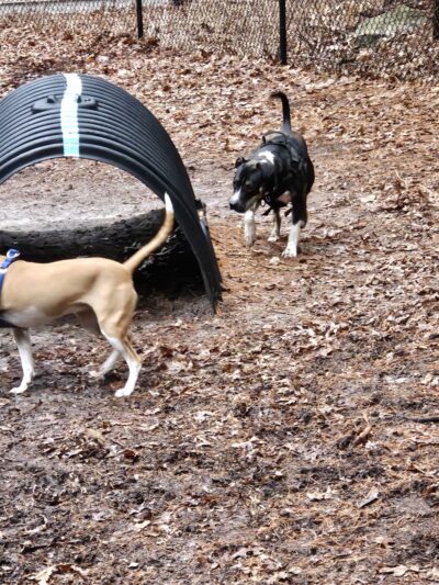 Bark Place Dog Park - Saugus, MA