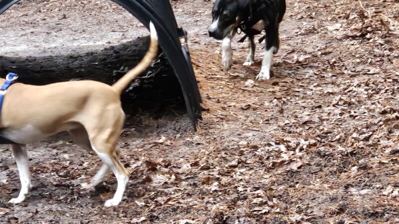 Bark Place Dog Park - Saugus, MA