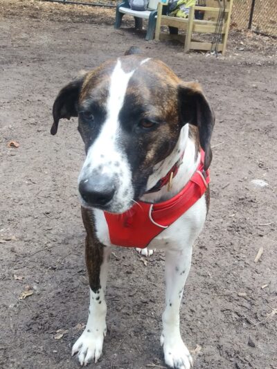 Bark Place Dog Park - Saugus, MA