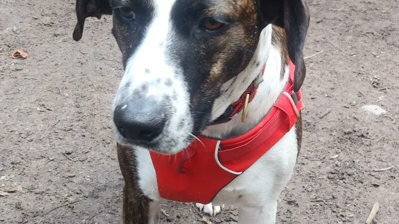 Bark Place Dog Park - Saugus, MA