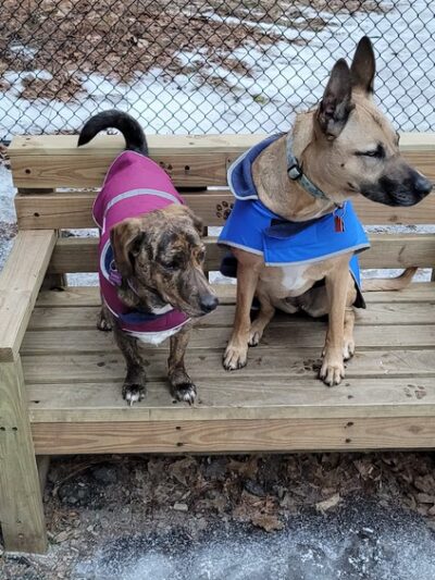 Bark Place Dog Park - Saugus, MA