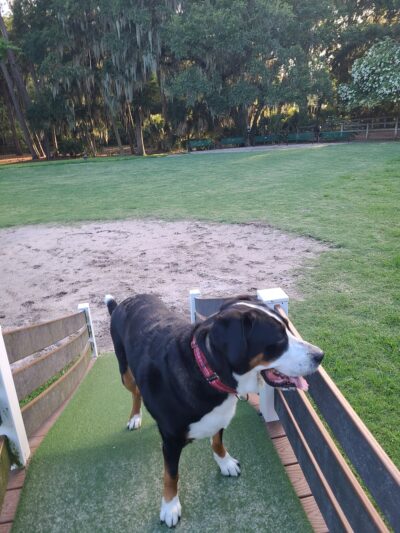 Landings Dog Park (member only) - Savannah, GA